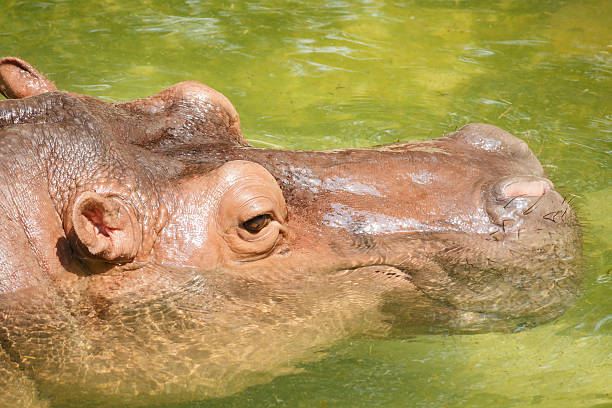 istock Hippopotamus submerged in water 518003062