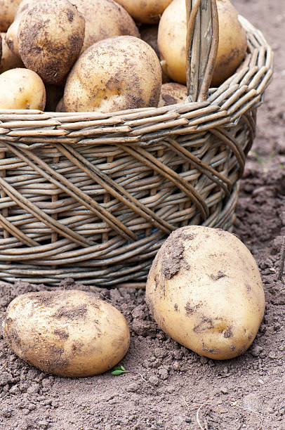 istock Wicker basket with organics potatoes 518011809