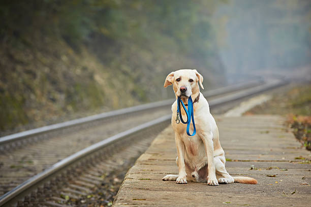istock Dog on the railway platform 518012153