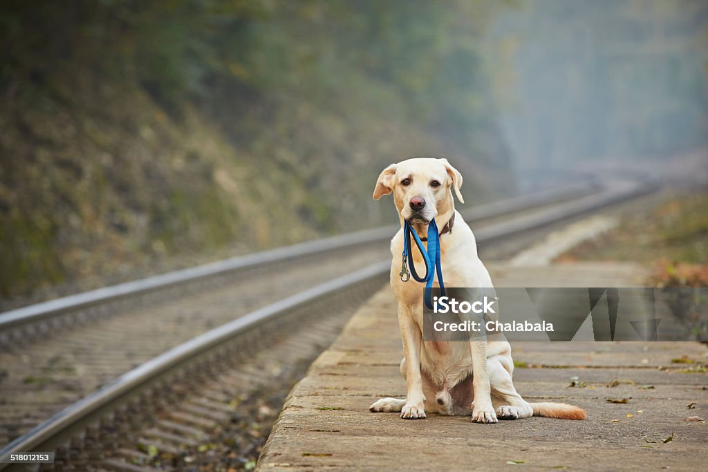 Dog on the railway platform Dog is waiting for the owner on the railway platform Dog Stock Photo