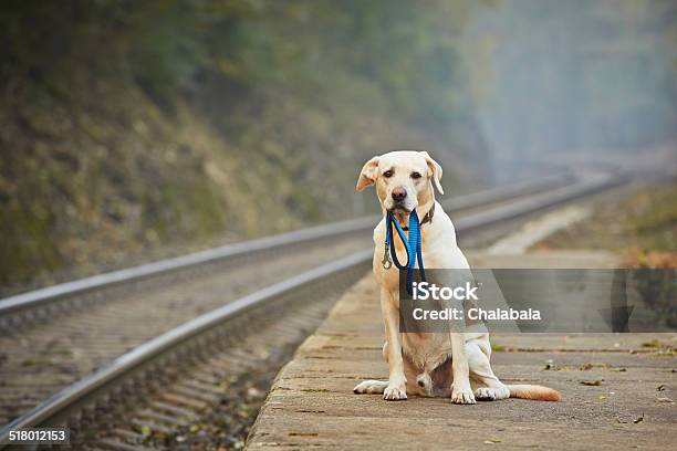 Dog On The Railway Platform Stock Photo - Download Image Now - Dog, Lost, Pets