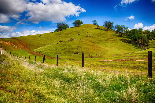 Rolling Green Hills of a ranch outside Fresno, California on bright spring day.