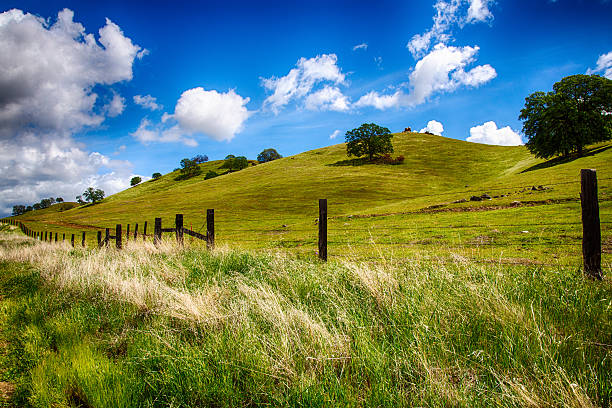 зеленых холмов - rolling hill field green стоковые фото и изображения