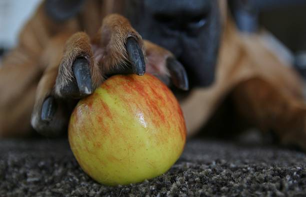 istock apple ia the paw 518013147