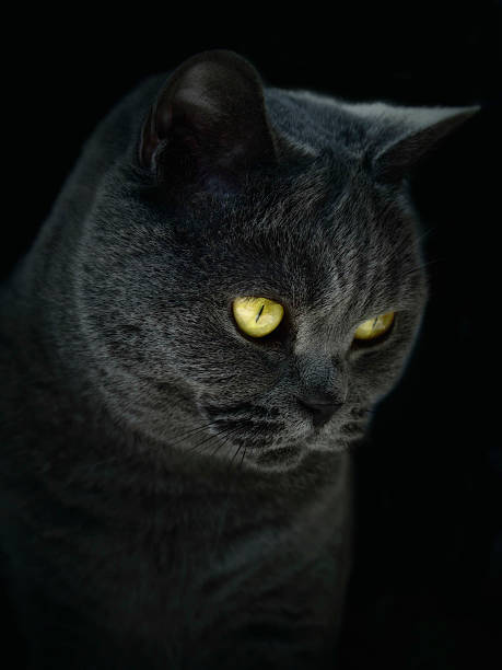 istock British Blue Domestic Pedigree Cat Portrait 518013665