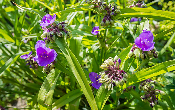 istock Lilac flowering Virginia Spiderwort 518013697
