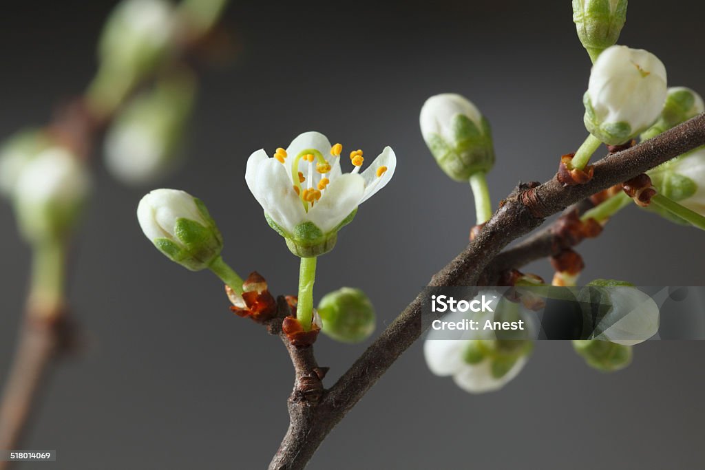 Spring blooming Macro of apricot first tiny flower and buds on twig in spring Bud Stock Photo