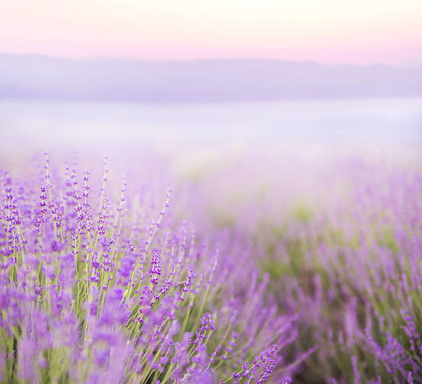 istock Beautiful image of lavender 518014083