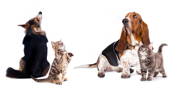 istock kitten and dog looking up 518015617