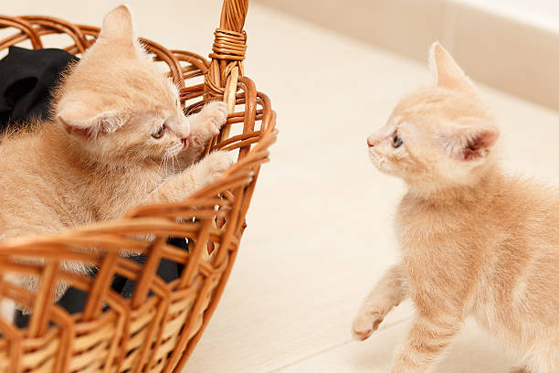 istock kitten shows his tongue 518015623