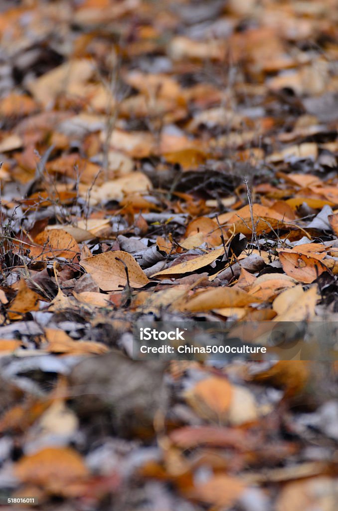 Autumn disrobes the trees of leaves. Autumn disrobes the trees of leaves. Photo taken on Chaoyang of China. Aging Process Stock Photo