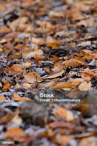 Autumn Disrobes The Trees Of Leaves Stock Photo - Download Image Now - Aging Process, Autumn, Black Color