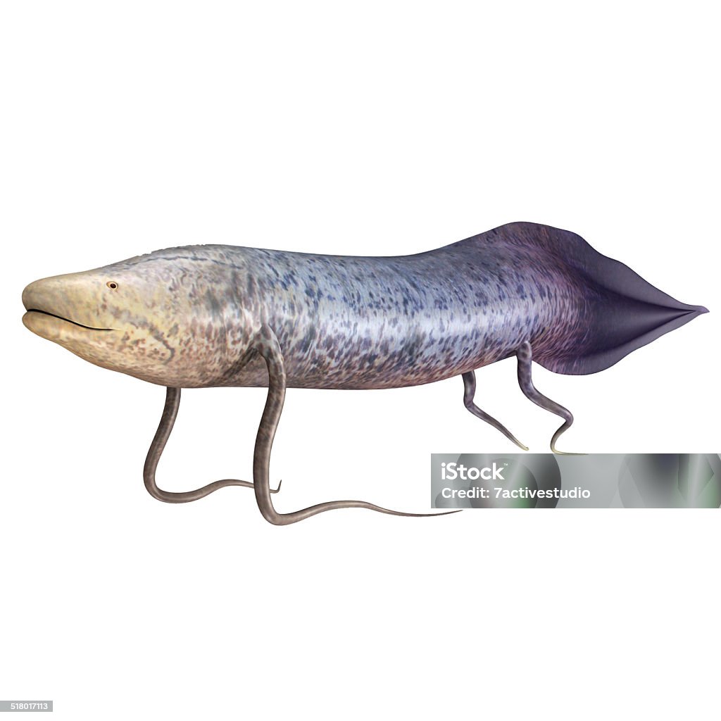 Protopterus The African lungfishes are the genus Protopterus and constitute the four species of lungfish found in Africa. Protopterus is the sole genus in the family Protopteridae Lungfish Stock Photo