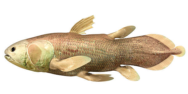 istock Latimeria Chalumnae (coelacanth) 518017131