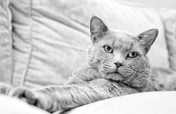 istock Lying british shorthair tomcat 518017285