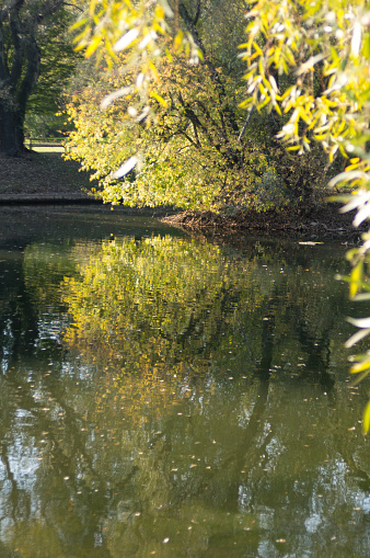 Trees by the pond in the autumn park