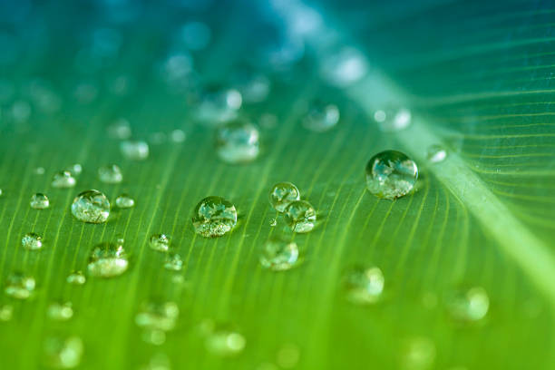 리먼 장대비 - nature water drop leaf 뉴스 사진 이미지