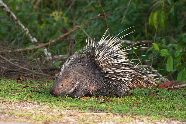 Photo of Porcupine on the grass