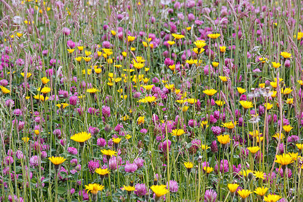 Wild flowers in a meadow in the Netherlands