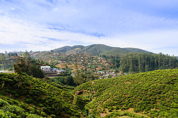 istock Tea plantations, Nuwara Eliya 518017944