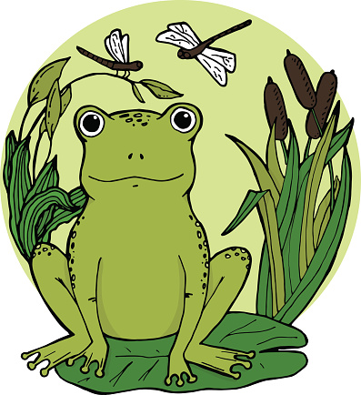 Frog in swamp at lily leaf in canes with dragonflies. Vector illustration