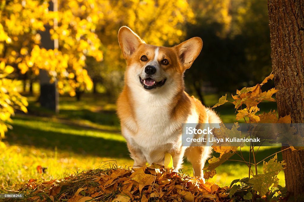 Corgi Pembroke dog Welsh Corgi Pembroke dog on a background of yellow autumn leaves Alertness Stock Photo