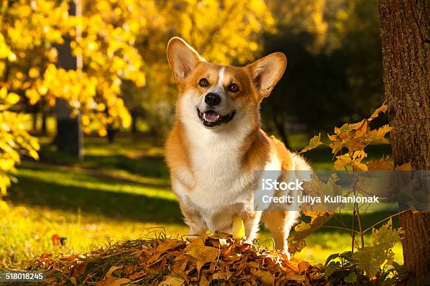 Corgi Pembroke Dog Stock Photo - Download Image Now - Alertness, Animal, Asking