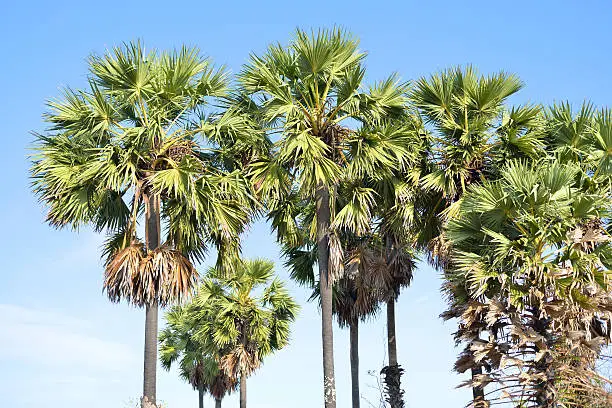 Toddy or sugar palm trees in the field ,thailand