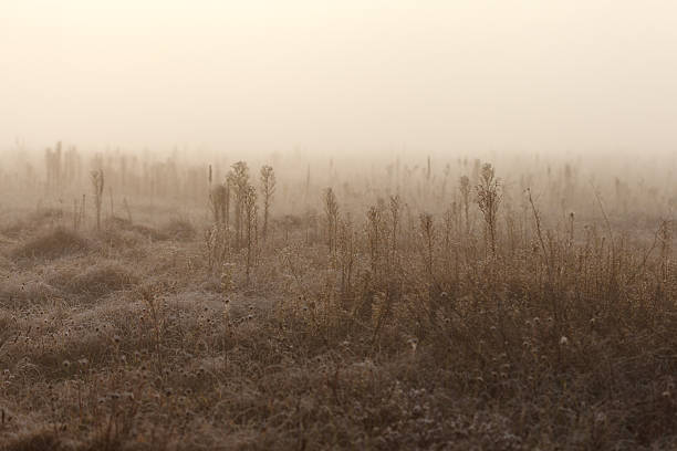 istock Foggy meadow in the morning 518018737