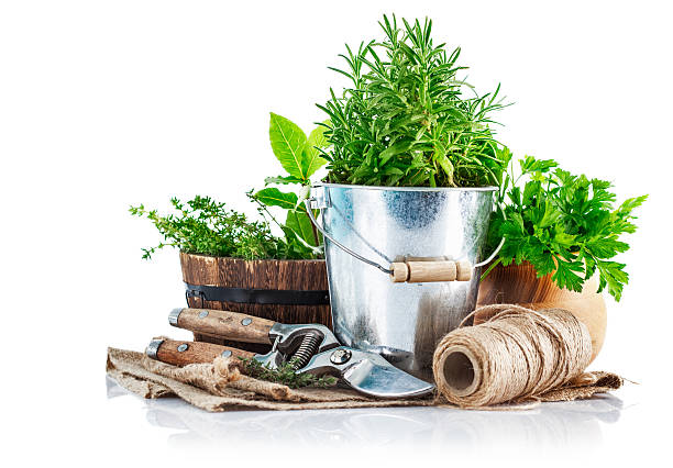 Fresh green herbs with garden tools stock photo