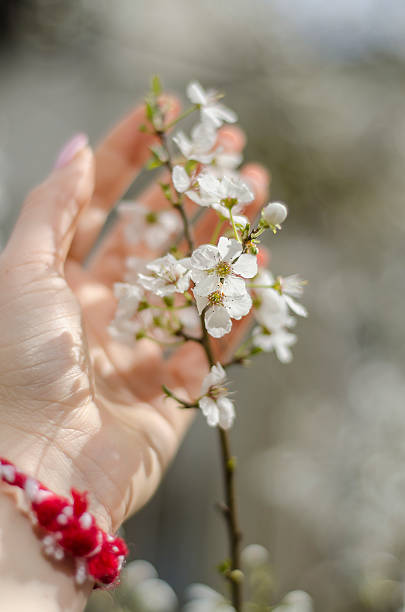 istock to touch the blossoms close-up 518019514