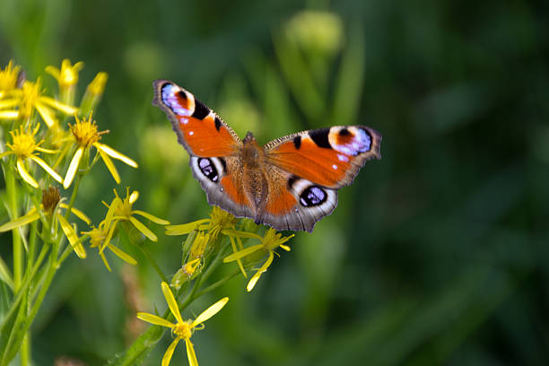 istock Peacock butterfly in nature 518019531