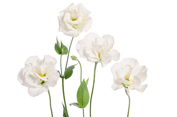 istock Beautiful eustoma flowers isolated on white background 518019572
