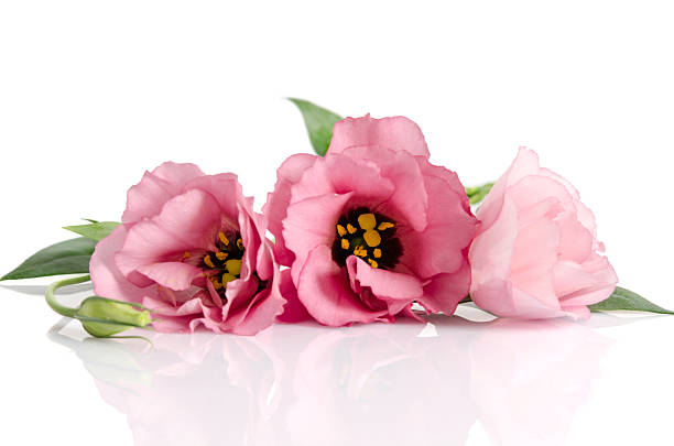 istock Beautiful pink eustoma flowers on white background 518019596