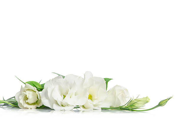 istock Beautiful eustoma flowers isolated on white 518019612