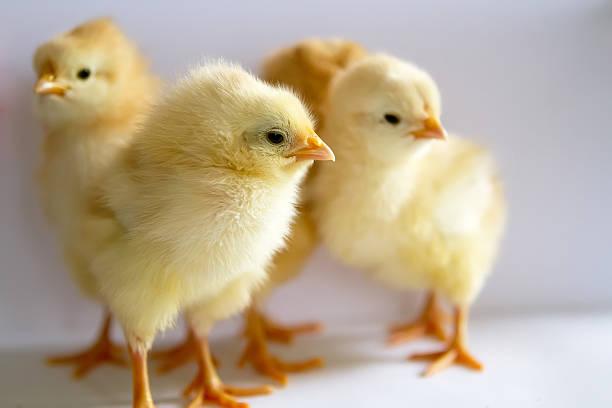 istock four little yellow chicks standing on a white background 518019760