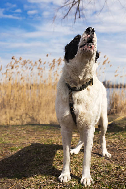 Big shepherd dog in fields
