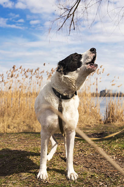 Big shepherd dog in fields