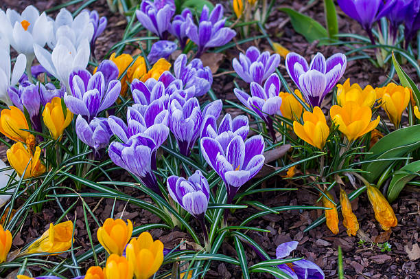 istock Purple and yellow irises 518021206