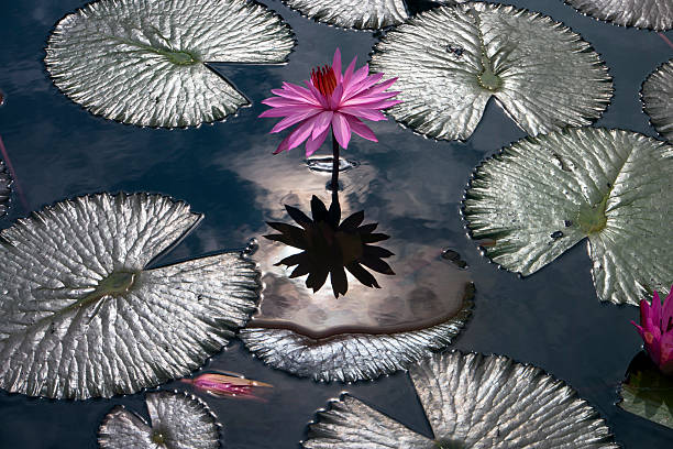 istock Samosir Island Plant Pictures. 518021376
