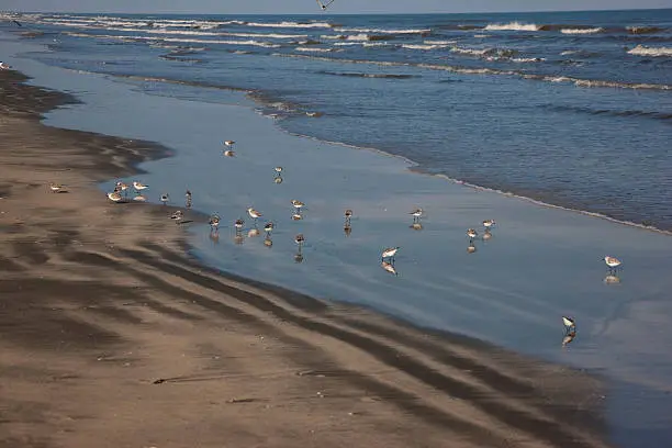 Photo of Sanderlings on Galveston beach