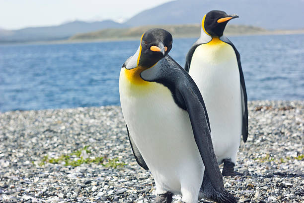 istock two king pinguins near sea 518022670