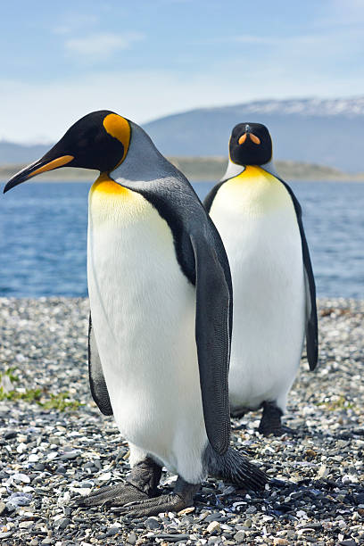 istock two king pinguins near sea 518022712