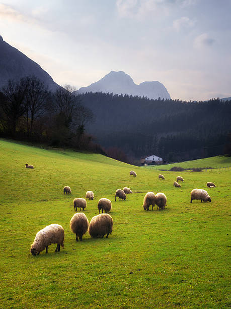 시프 방목하다 in 바스크 - sheep grazing vertical photography 뉴스 사진 이미지