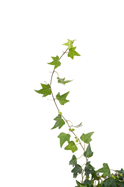 istock ivy leaves isolated on a white background 518023354