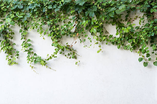 istock ivy leaves isolated on a white background 518023656