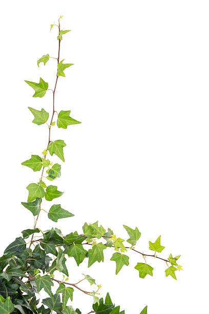 istock ivy leaves isolated on a white background 518023828