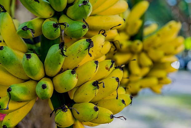 istock flresh sweet banana in Thailand 518024038