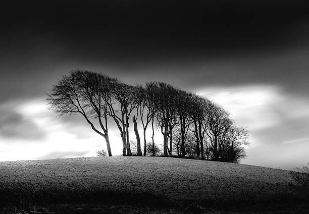 istock The Copse at Garngoch Common 518024582