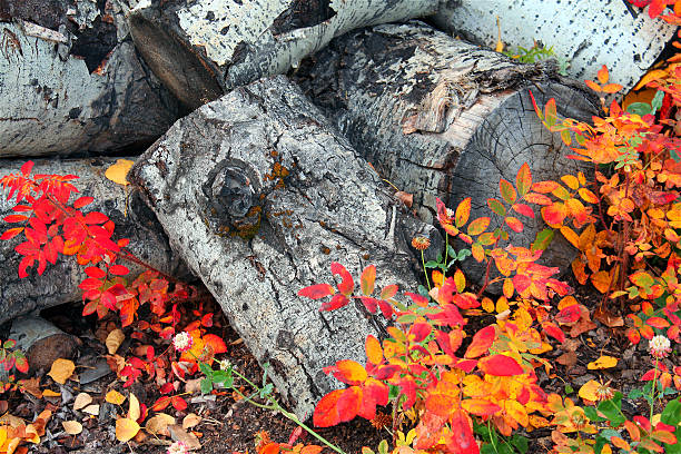istock Uncut Fire Wood and Fall Leaves 518024980